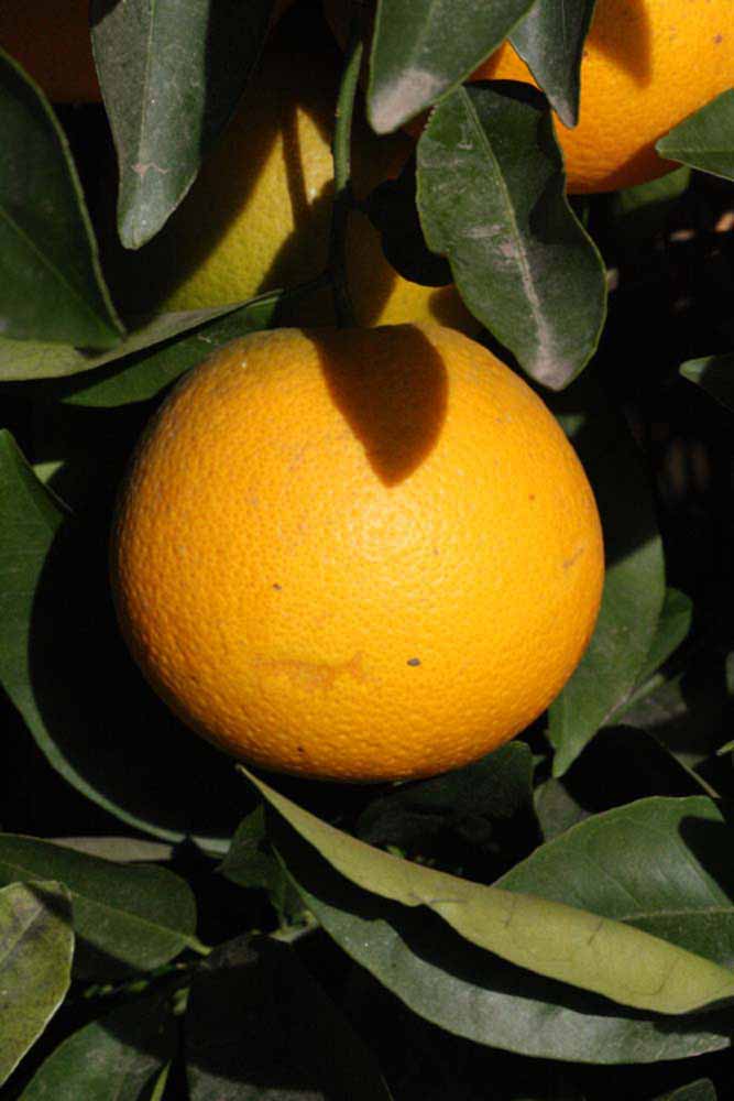            Fruit (Fisher, Riverside, CA)   